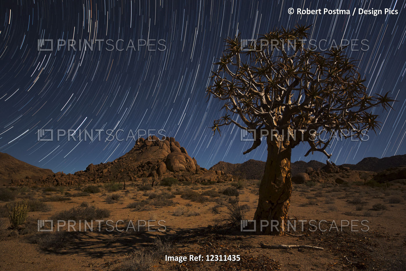 Star Trails Above A Quiver Tree (Kokerboom Or Aloe Dichotoma) In Richtersveld ...