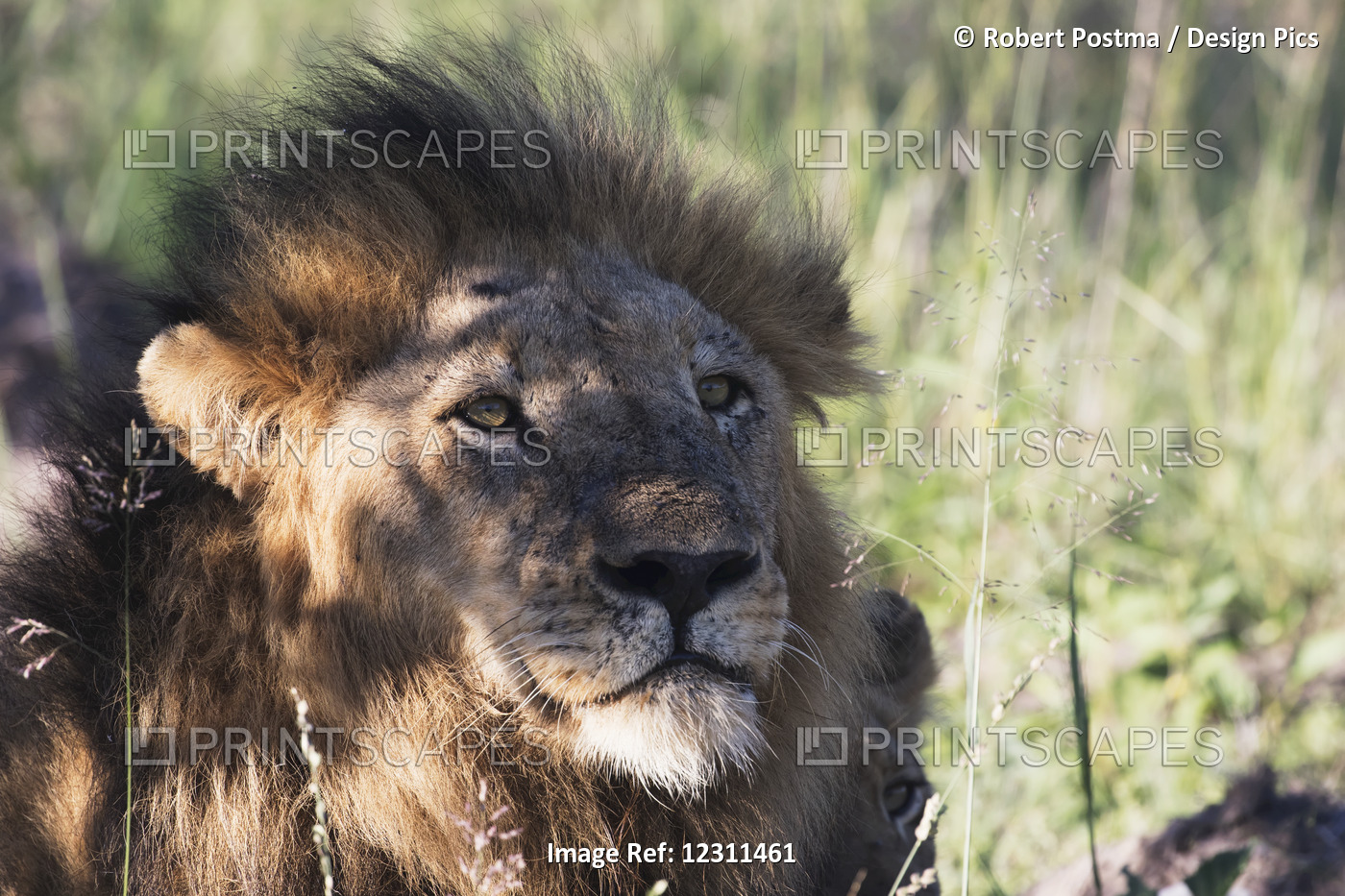 Male Lion (Panthero Leo) Relaxing In The Grass, Sabi Sands Game Reserve; South ...