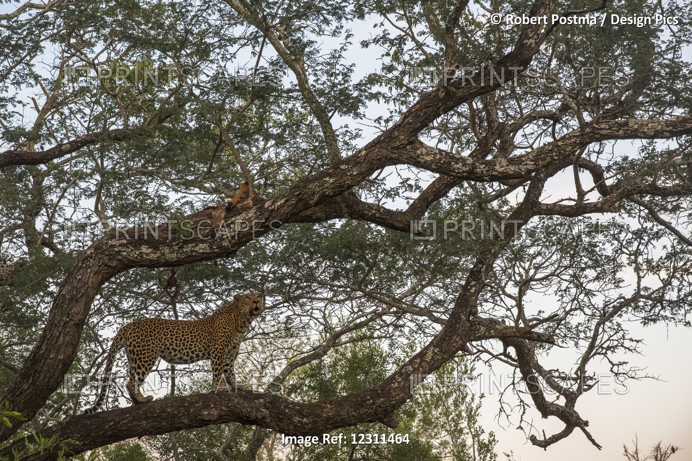 Leopard (Panthera Pardus) Standing In A Tree, Sabi Sand Game Reserve; South ...