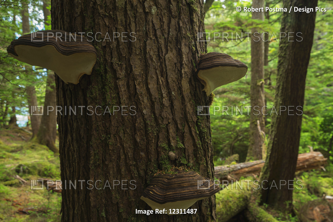 Fungus Grows On The Dead Trees In The Lush Rainforest Environment; Haida Gwaii, ...