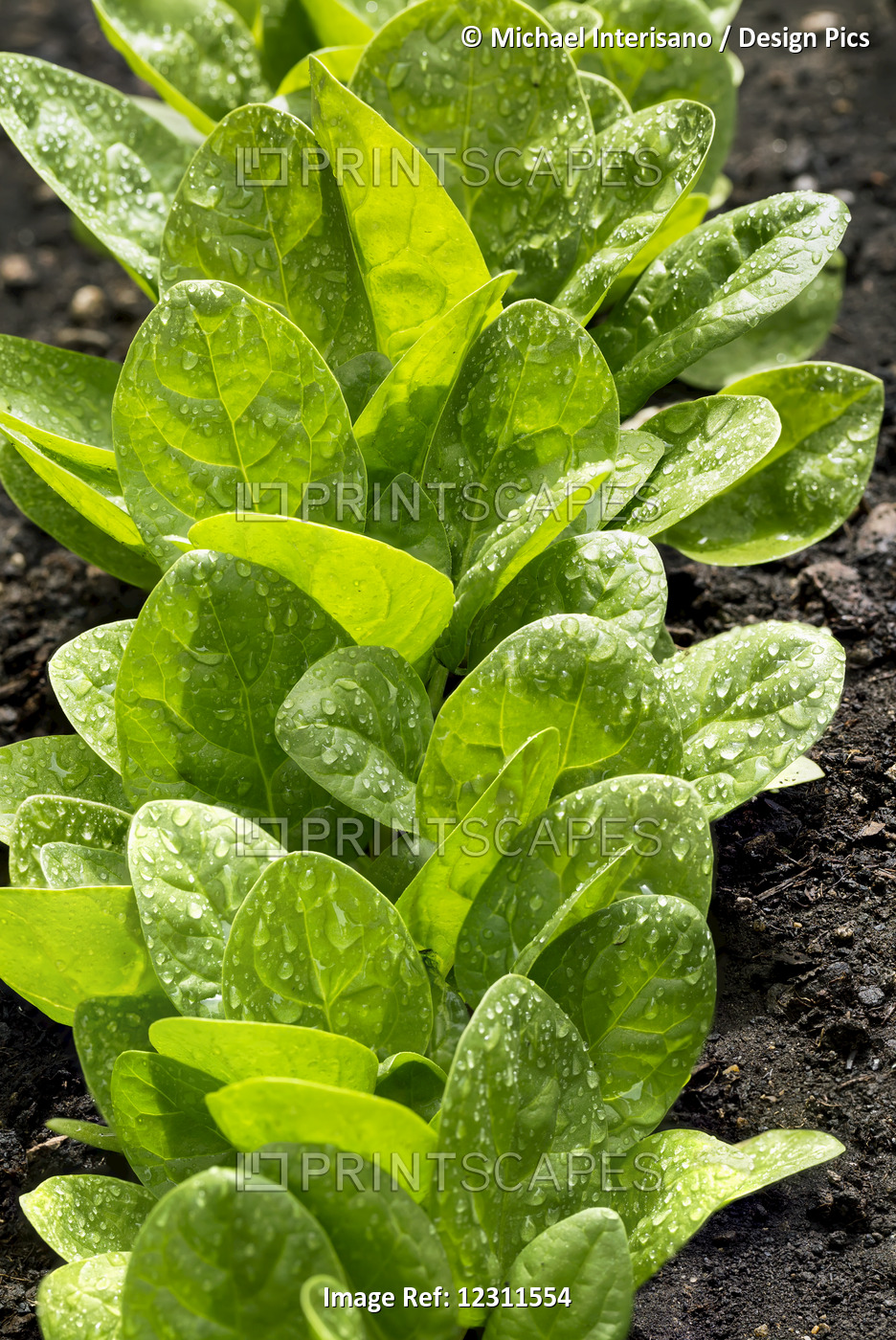 Close Up Of A Row Of Young Lettuce Leaves With Water Droplets; Calgary, ...