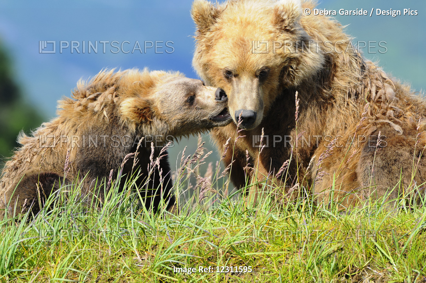 Brown Bear (Ursus Arctos) And Cub Playing, Katmai National Park; Alaska, United ...