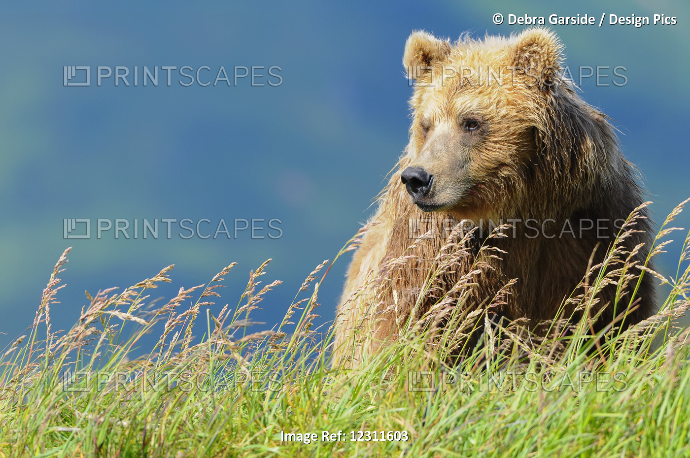 Portrait Of A Brown Bear (Portrait), Katmai National Park; Alaska, United ...