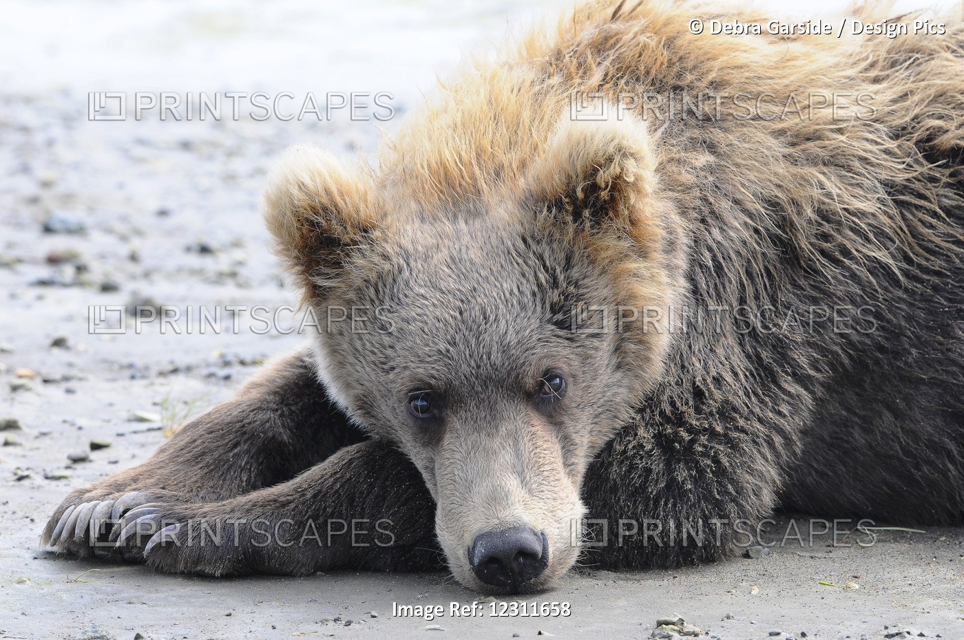 A Brown Bear (Ursus Arctos) Lays On The Sand, Katmai National Park; Alaska, ...