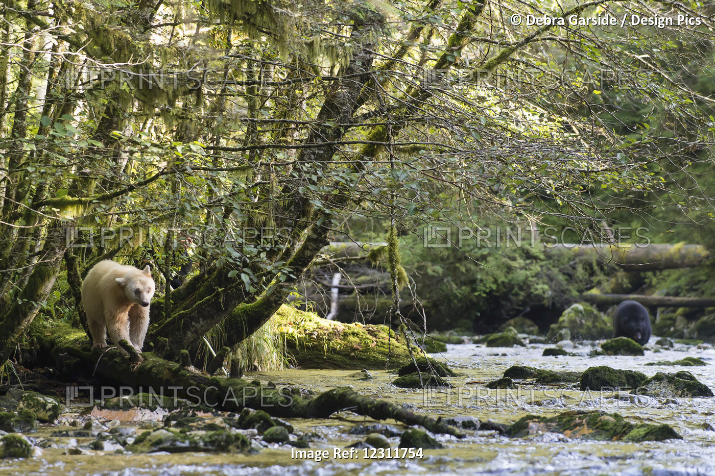 Spirit Bear (Ursus Americanus Kermodei) Walking On A Log Along The River, Great ...