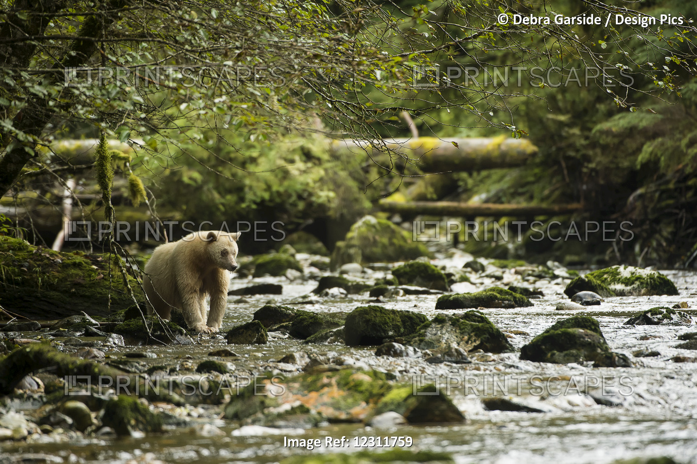 Spirit Bear (Ursus Americanus Kermodei) Fishing In The River, Great Bear Rain ...