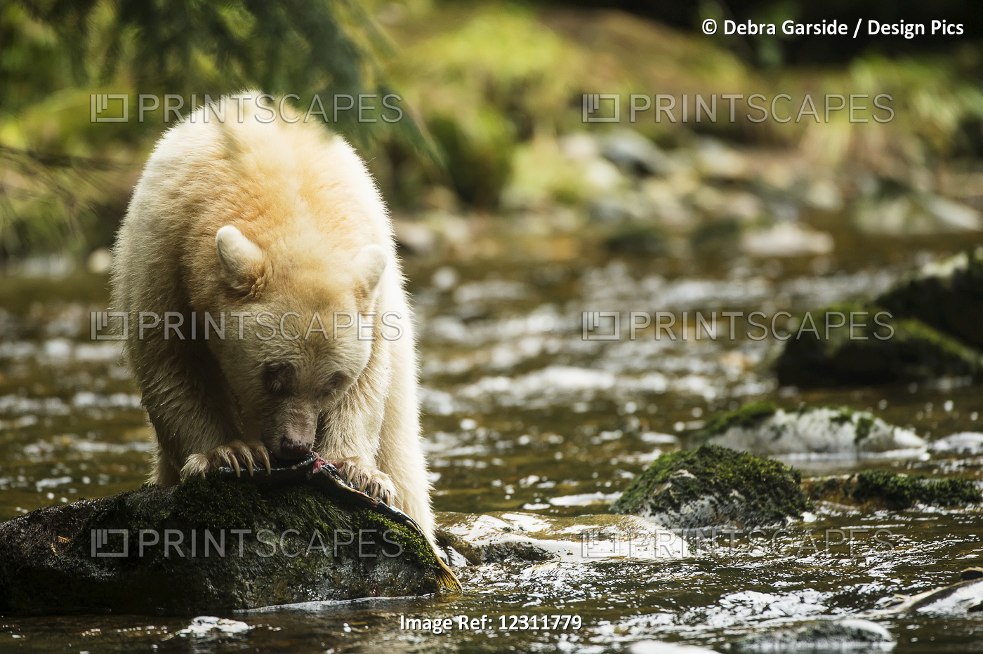 Spirit Bear Eating A Fish In A Stream, Great Bear Rain Forest, British ...