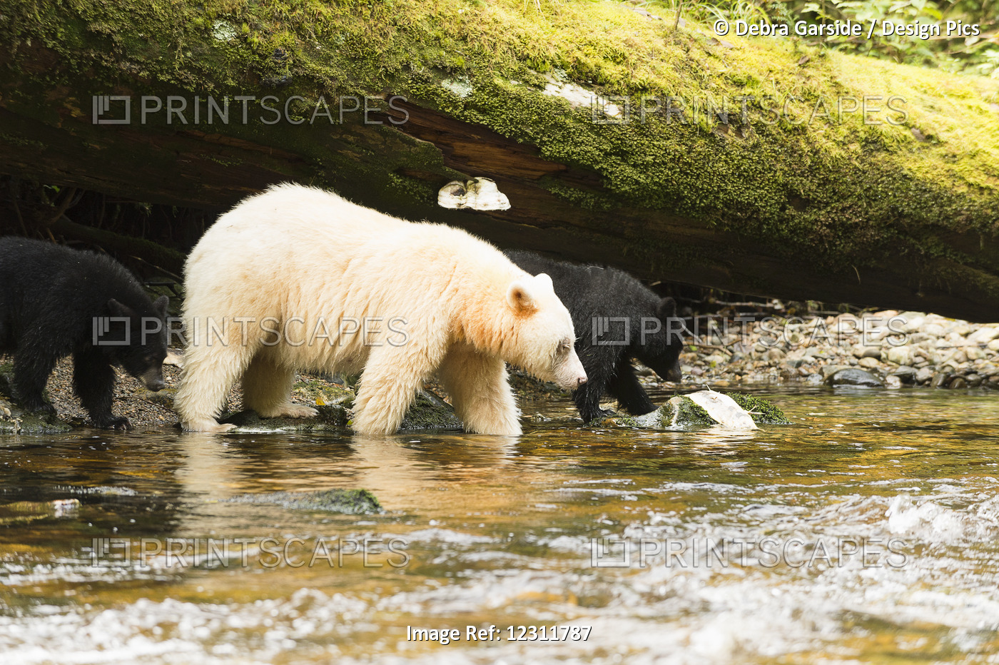 Spirit Bear With Two Black Cubs, Great Bear Rainforest, British Columbia, Canada