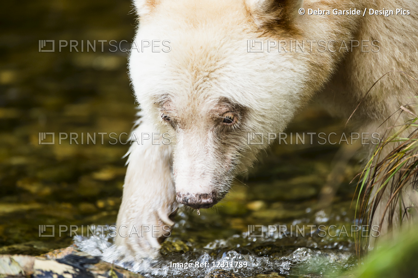 Close Up Of A Spirit Bear, Eye Contact, Great Bear Rainforest, British ...