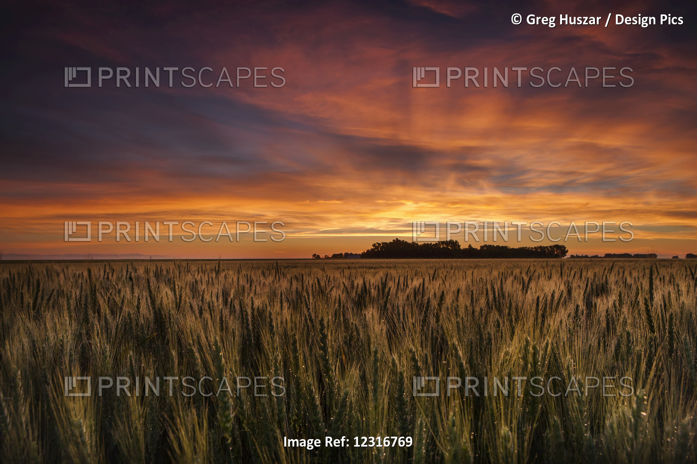 Colourful Sky At Sunrise Over A Wheat Field; Saskatchewan, Canada