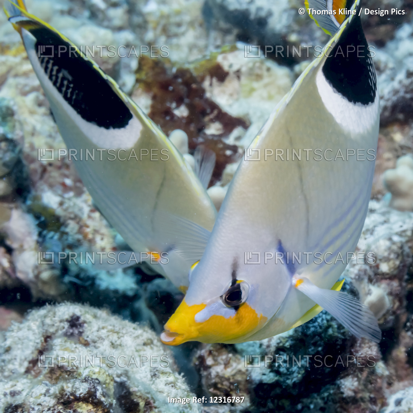A Saddleback Butterfyfish (Chaetodon ephippium) pair photographed while scuba ...
