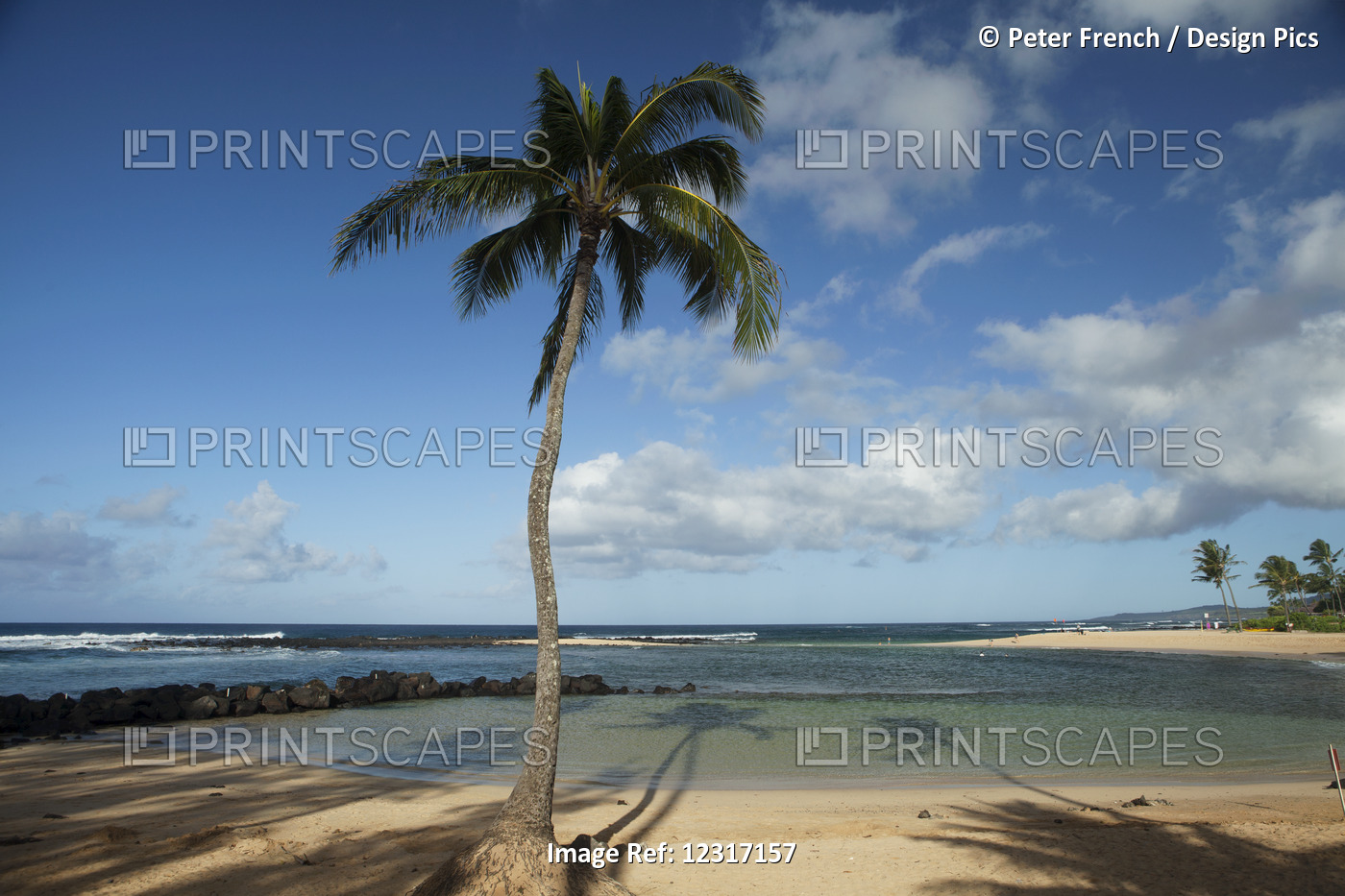 Coconut Tree, Poipu Beach Park; Poipu, Kauai, Hawaii, United States Of America