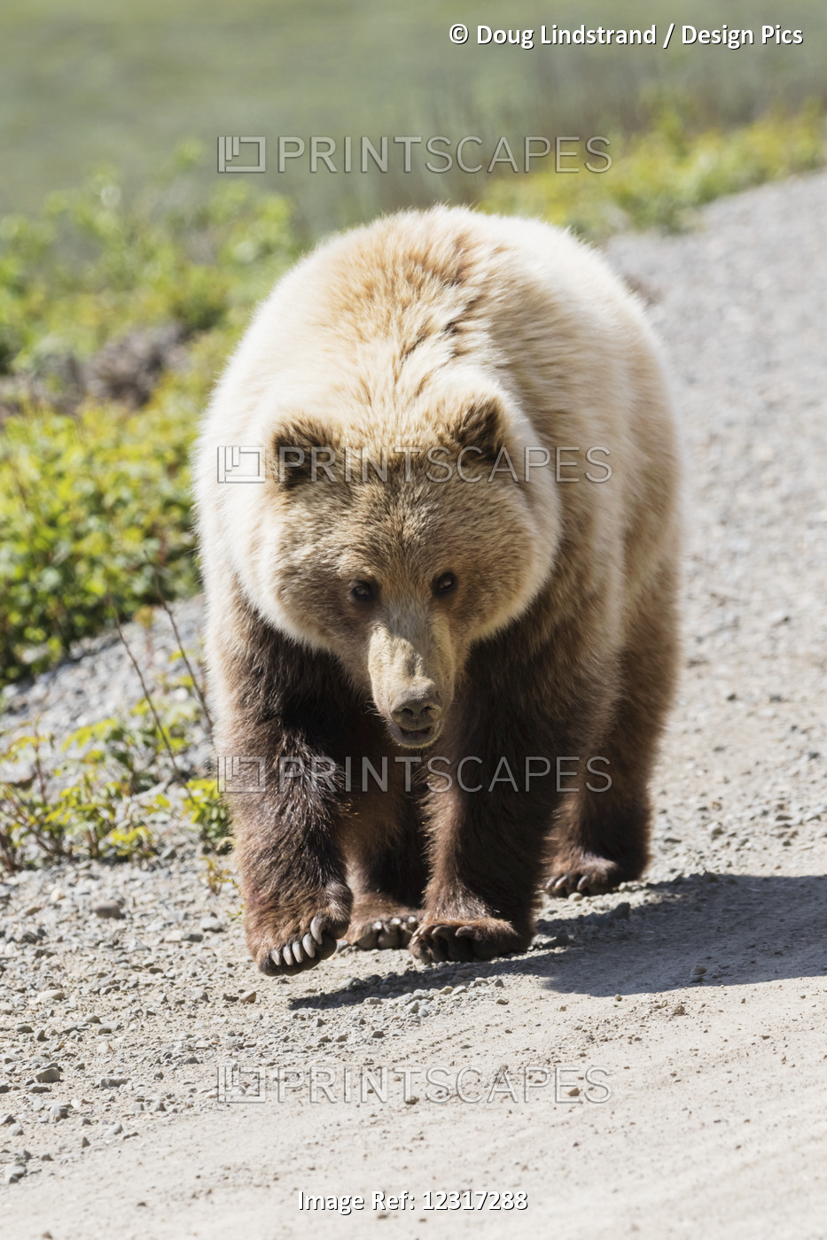 Grizzly Bear (Ursus Arctos Horribilis) Walks Down The Park Road Towards The ...