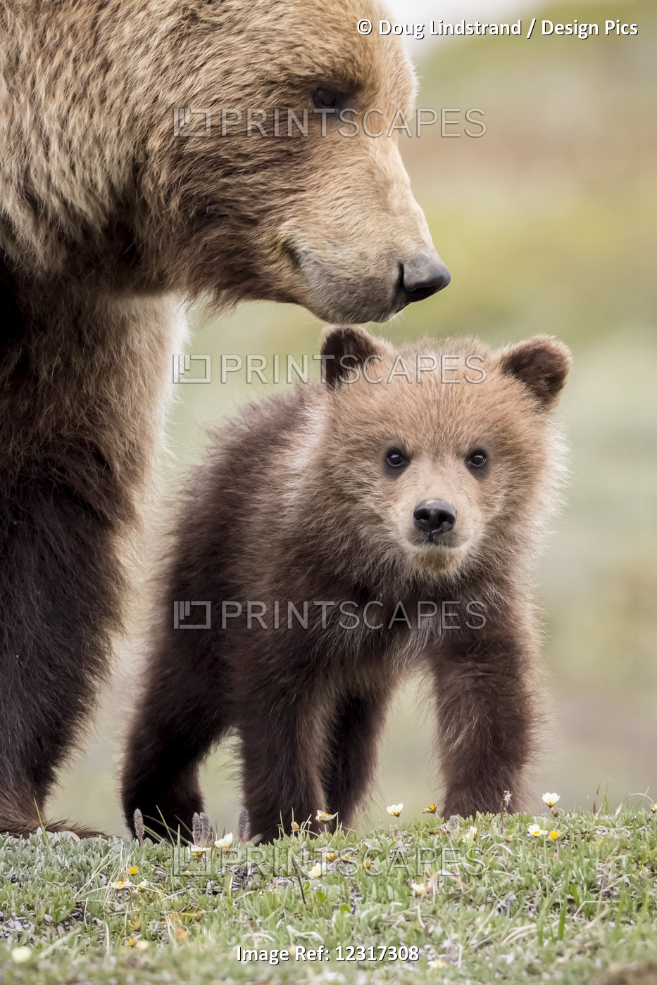 Grizzly Cub With Mother Near The Park Road In Spring, Denali National Park, ...