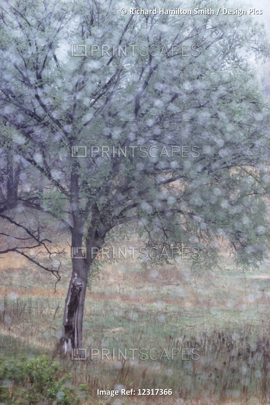 Out Of Focus Rain Drops Frame An Elm In Early Spring, Dakota County; Minnesota, ...