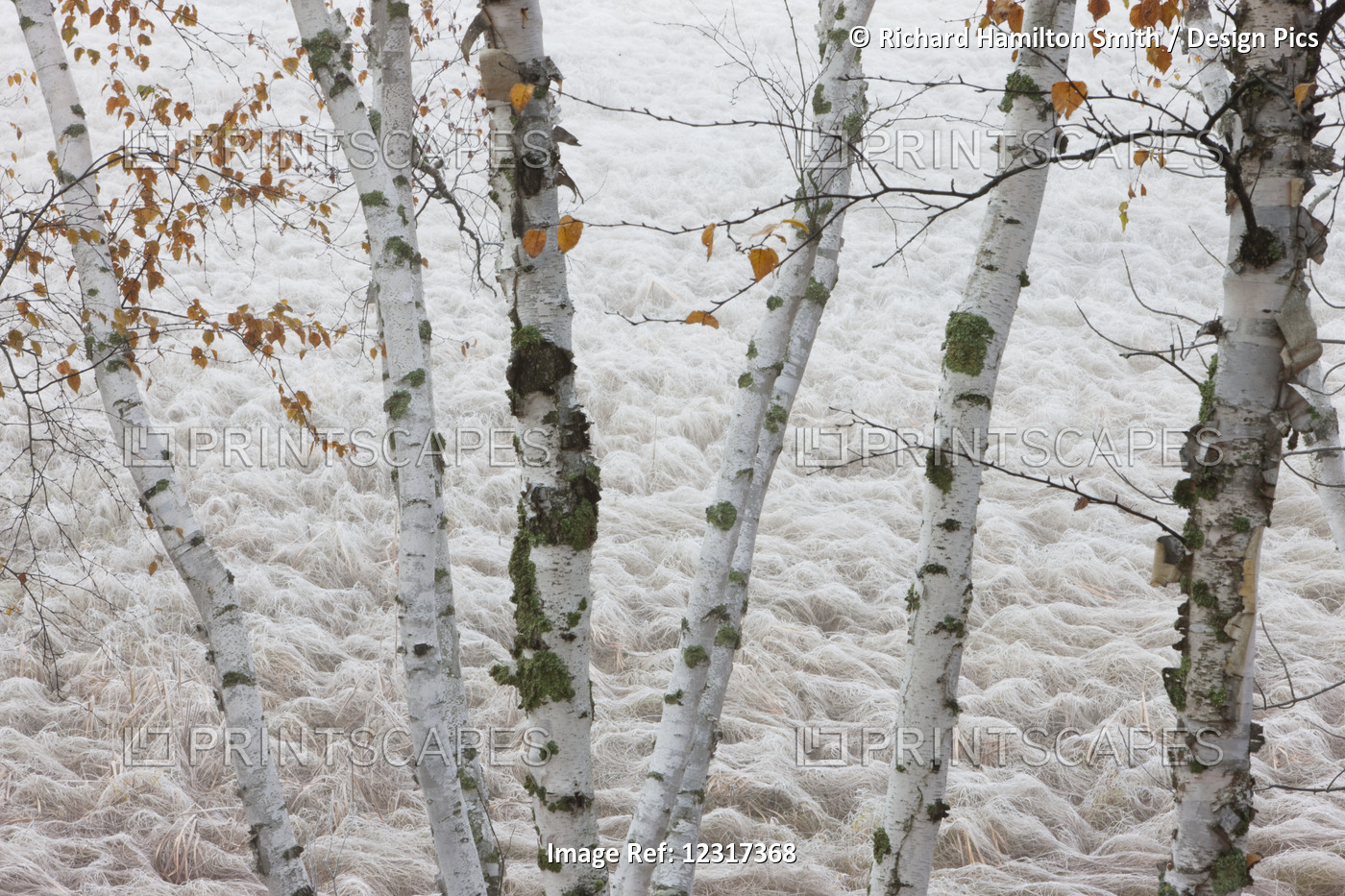 Paper Birch Trees Frame A Frost Covered Wetland Of Sedge Grasses In Hubbard ...