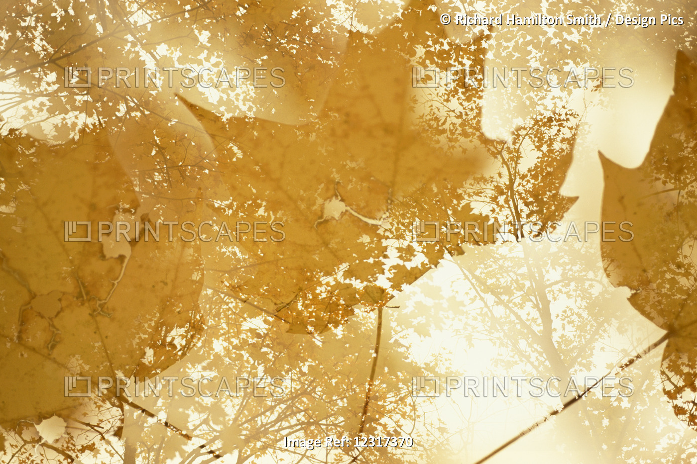 Multiple Exposure Of Sugar Maple Leaves, Close Up And Forest Canopy, In ...