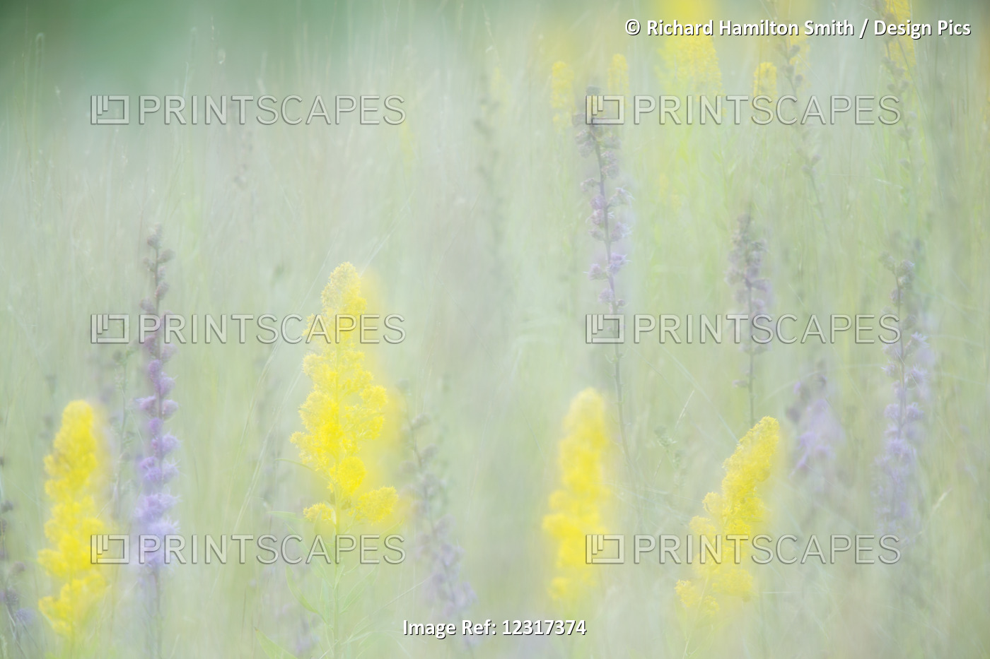 Multiple Exposure Of Yellow Goldenrod And And Purplish Rough Blazing Star In ...
