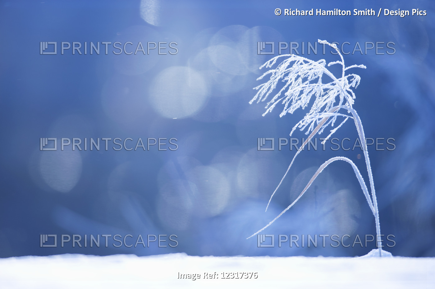 Hoarfrost Covered Grass Above The Potato River In Hubbard County; Minnesota, ...