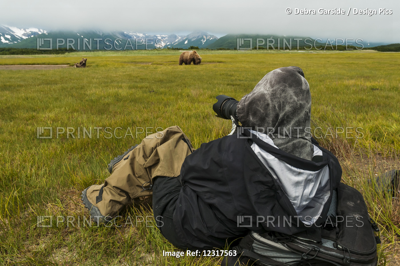 Photographer Photographing Coastal Brown Bears Foraging On Grasses, Katmai ...