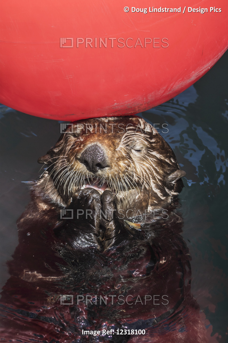 Sea Otter Swims In The Small Boat Harbor In Seward, Kenai Peninsula, ...
