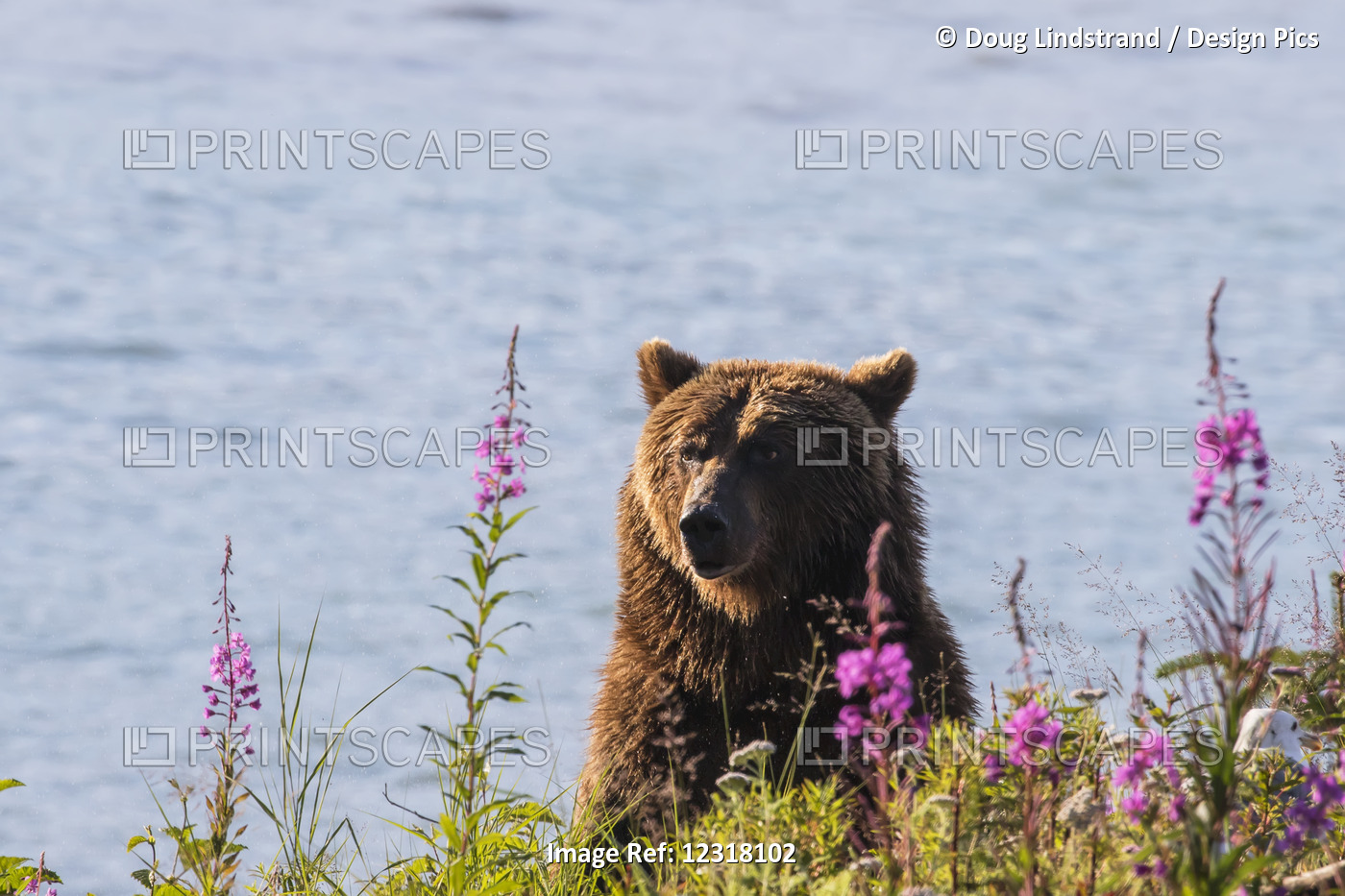 Grizzly At Allison Point Near Valdez And Dayville Road, Southcentral Alaska, USA
