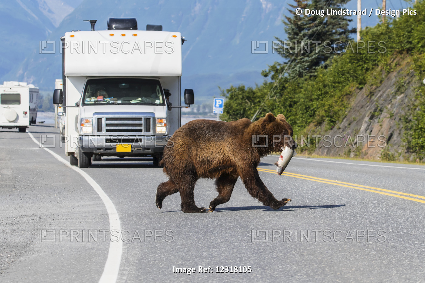 Brown Bear Carrying A Freshly Caught Salmon Crosses Dayville Road At Allison ...