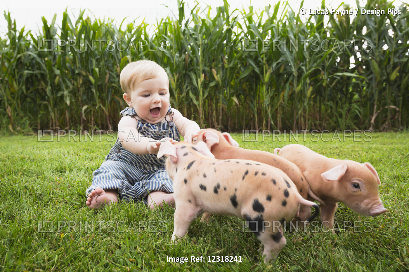 Infant Boy Playing With Young Pigs On A Farm In Northeast Iowa; Iowa, United ...