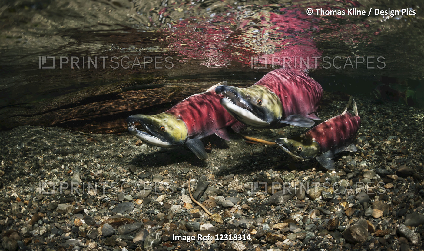 Underwater view of competing sockeye salmon in Power Creek near Cordova, Alaska ...