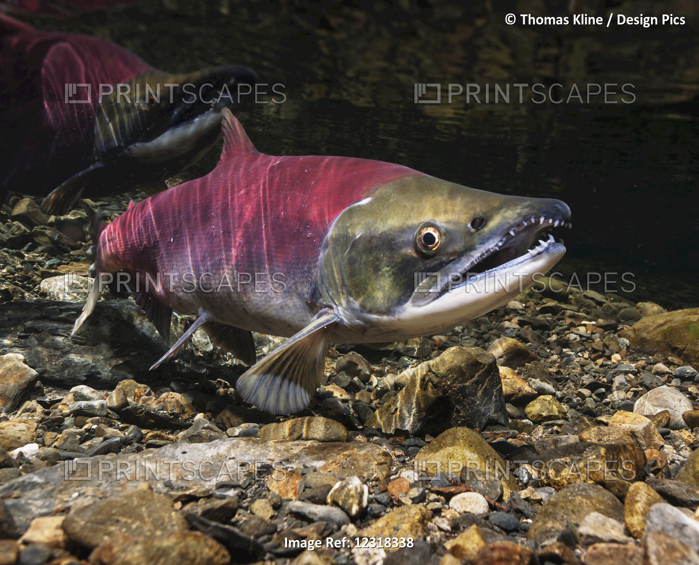 Underwater view of a female sockeye salmon in Power Creek near Cordova, Alaska ...