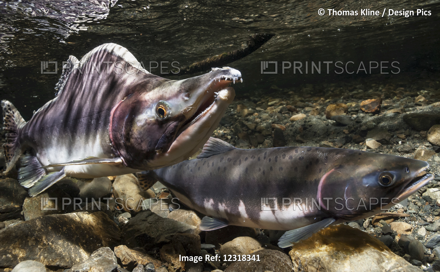 Underwater view of a pink salmon spawning pair in Power Creek near Cordova, ...