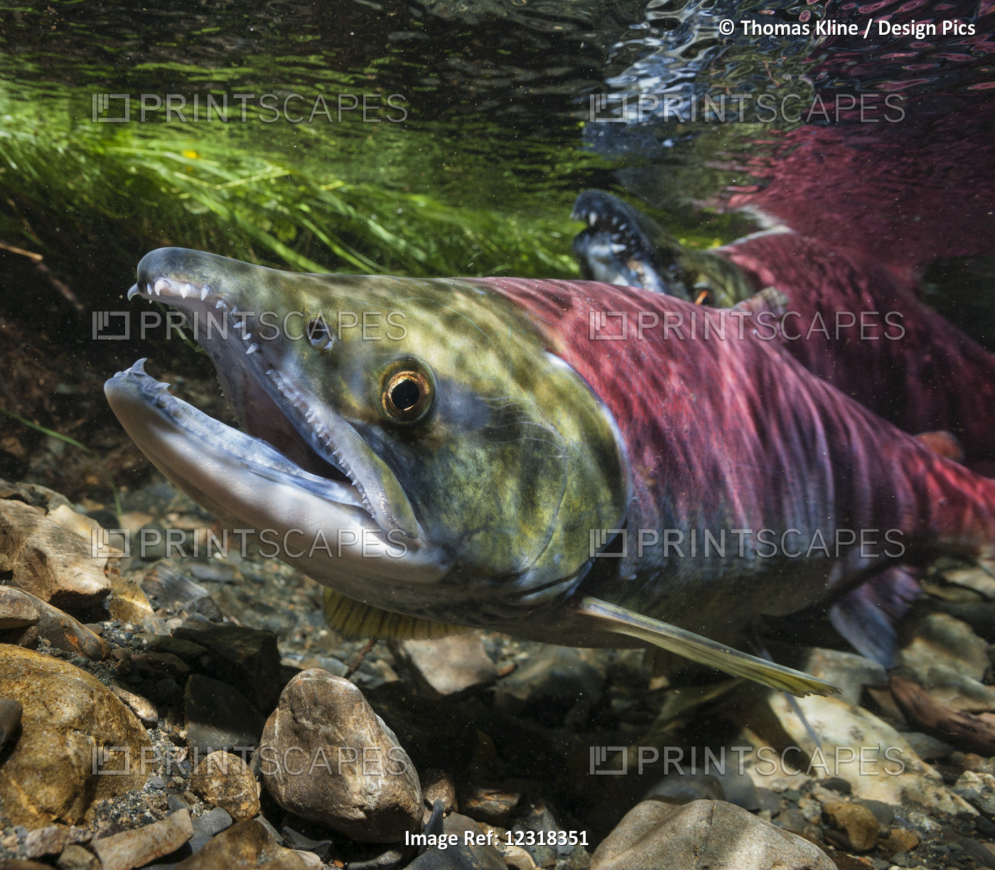 Underwater View Of A Female Sockeye Salmon (Oncorhynchus nerka) In Power Creek ...