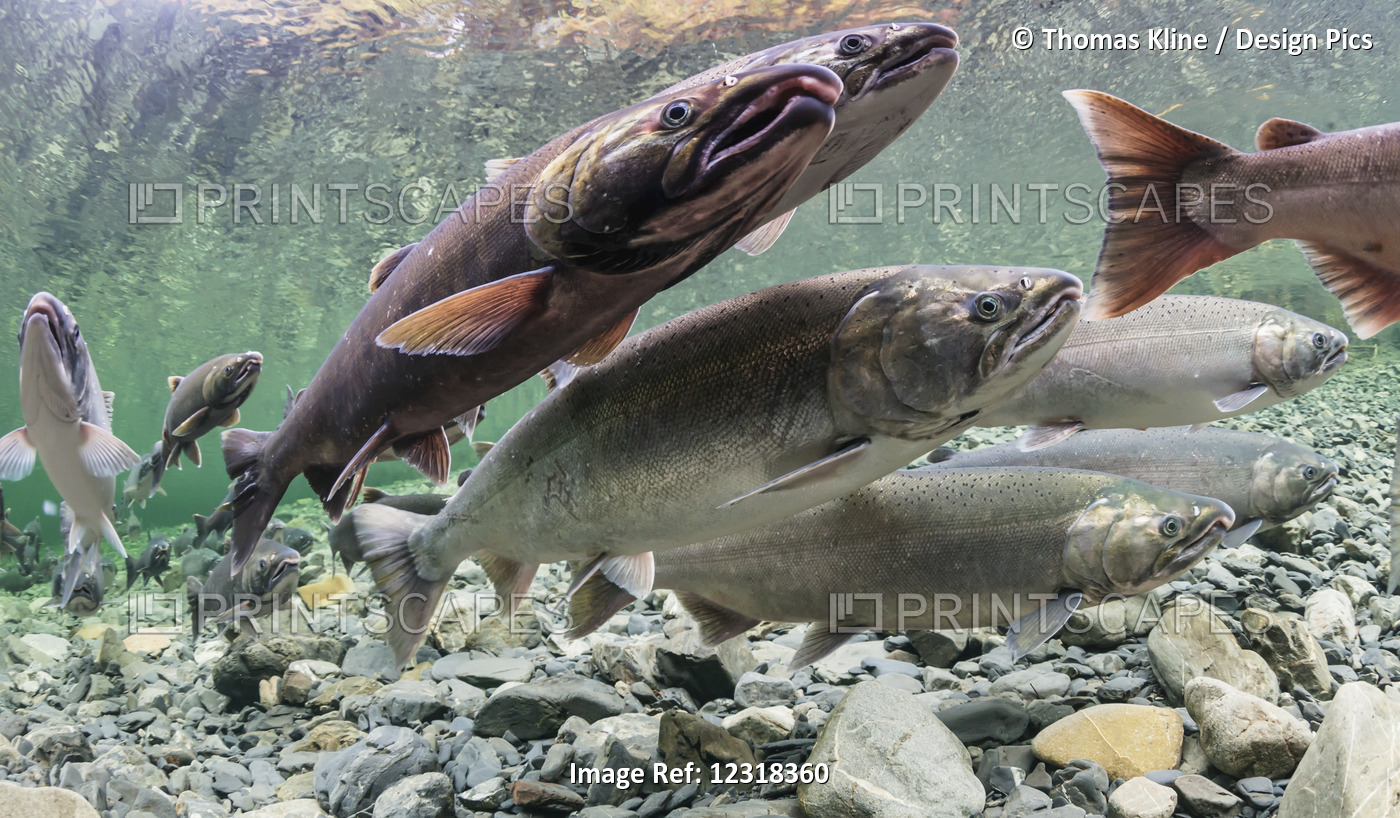 Underwater View Of Maturing Coho Salmon (Oncorhynchus kisutch) Holding In A ...
