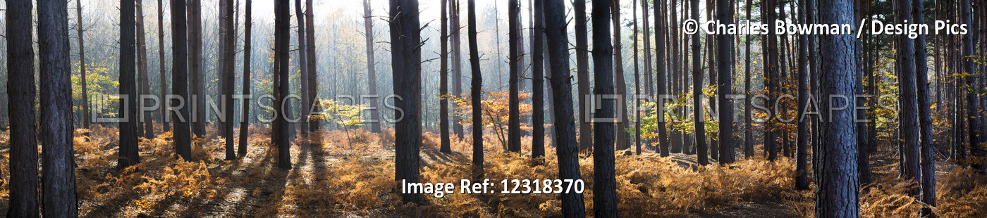 Panorama Of Pine Trees In A Forest; Surrey, England