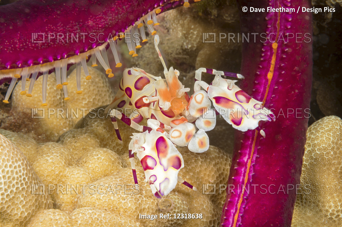 Harlequin Shrimp (Hymenocera Picta) Feeding On A Seastar; Hawaii, United States ...