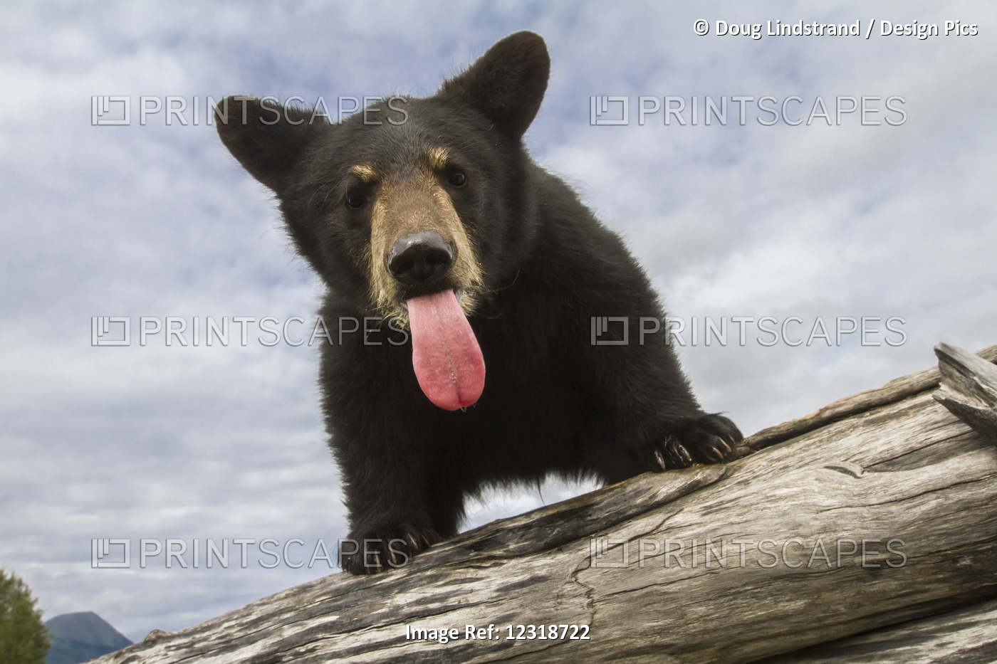 Black Bear Cub (Ursus Americanus) With It's Tongue Out, Captive In Alaska ...
