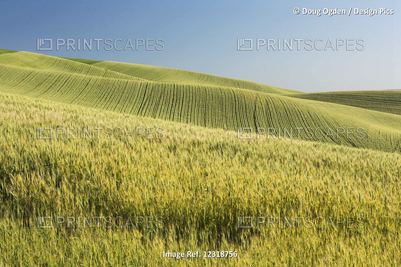 Rolling Hills Of Barley Grain Fields And Blue Sky In The Palouse County Of ...