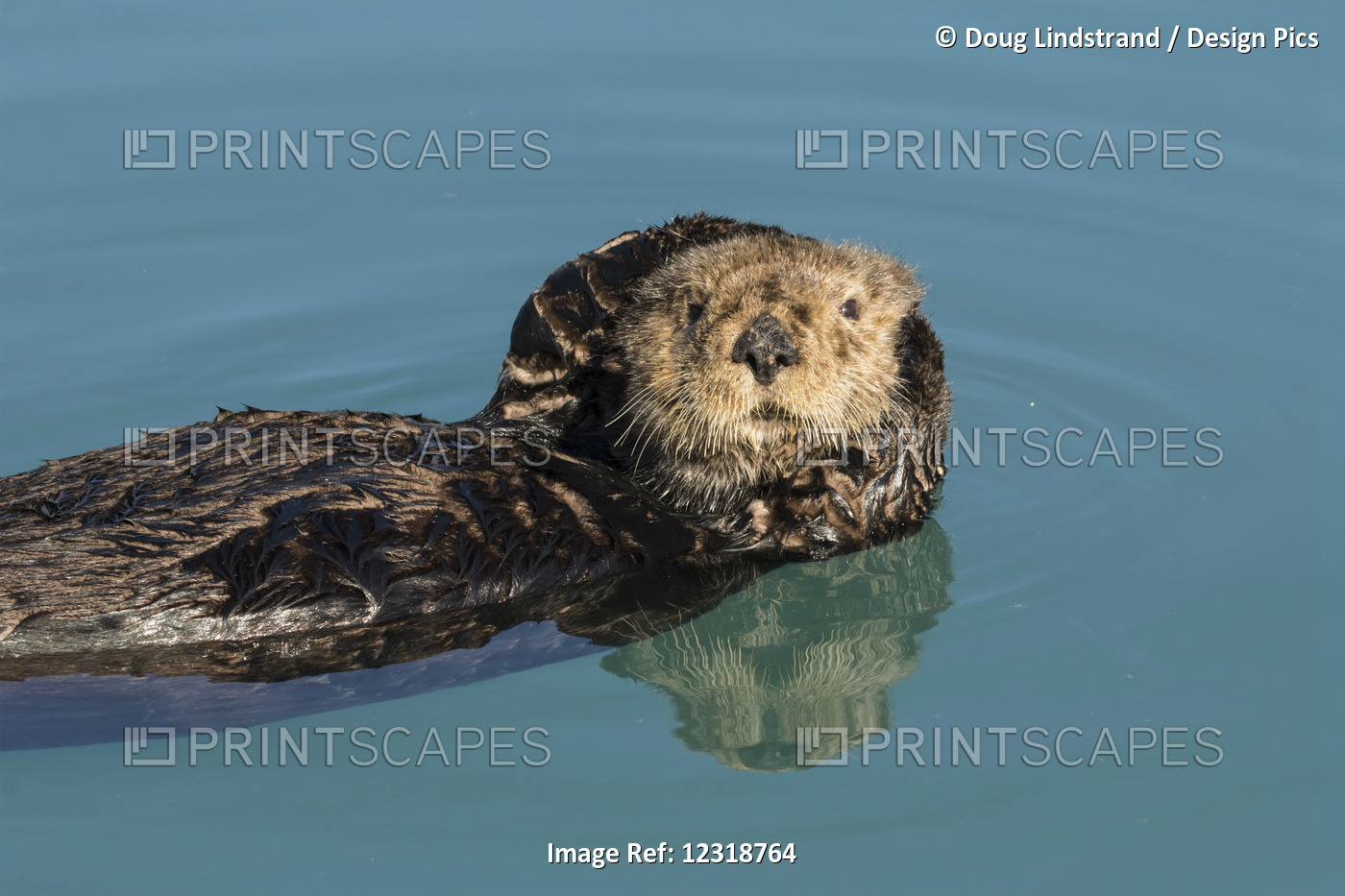 Sea Otter (Enhydra Lutris) In Seward Small Boat Harbor, South-Central Alaska; ...