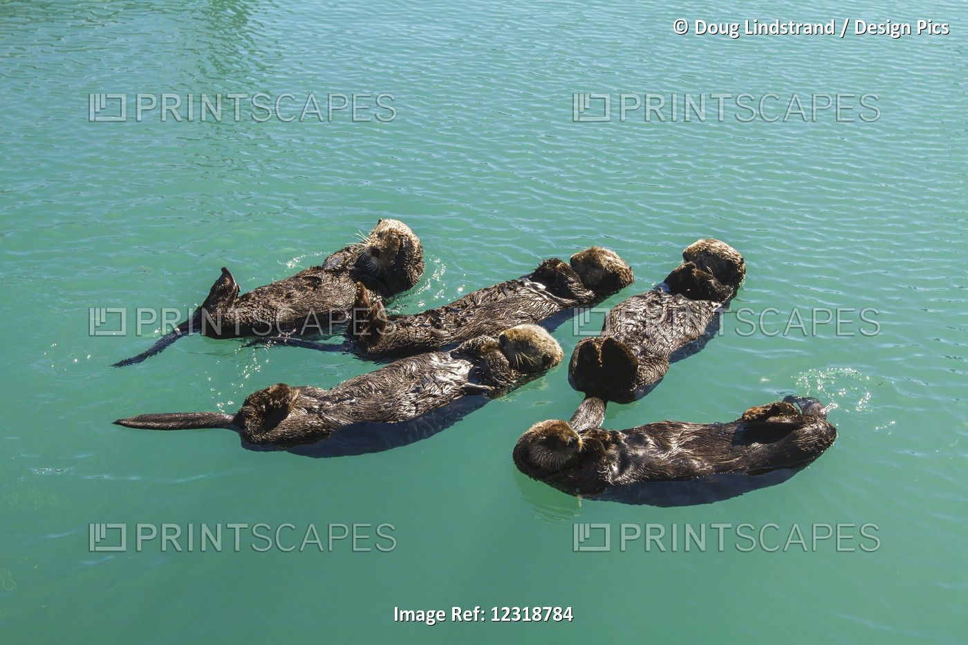 A Raft Of Sea Otters Floating In The Seward Small Boat Harbor, Southcentral ...