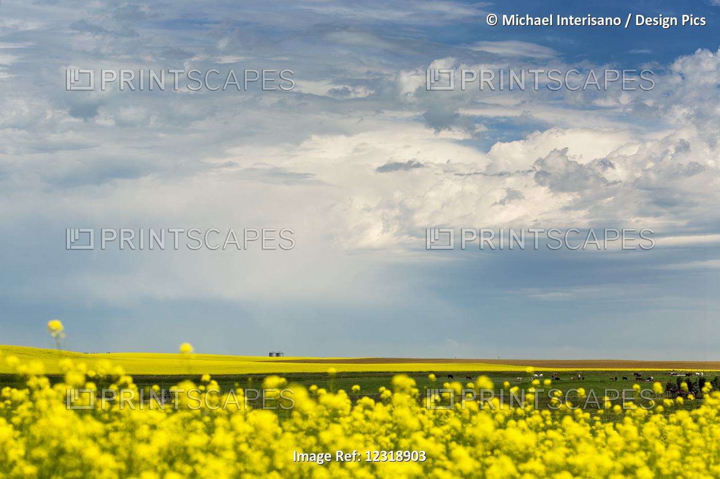 Flowering Canola Field With Dark Storm Clouds And Cattle Grazing; Nanton, ...