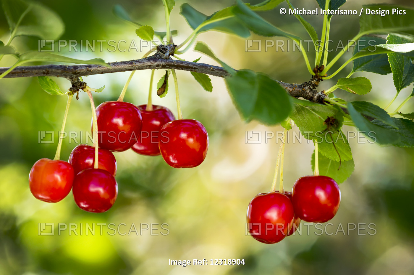 Close Up Of Red Ripe Cherries Hanging On A Branch; Calgary, Alberta, Canada