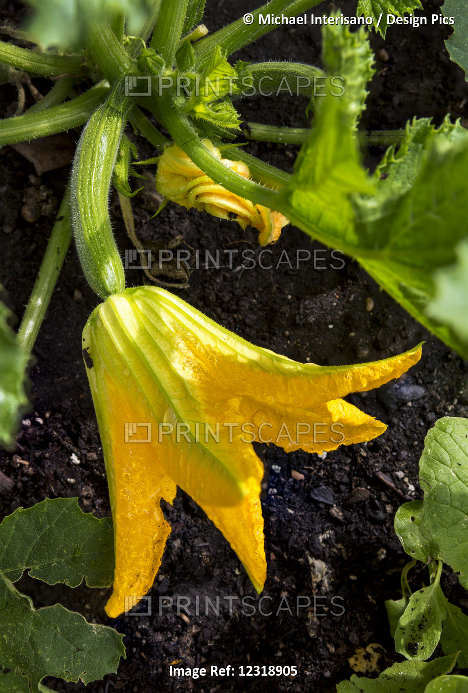 Close Up Of A Large Zucchini Blossom With A Small Zucchini On The Plant In The ...