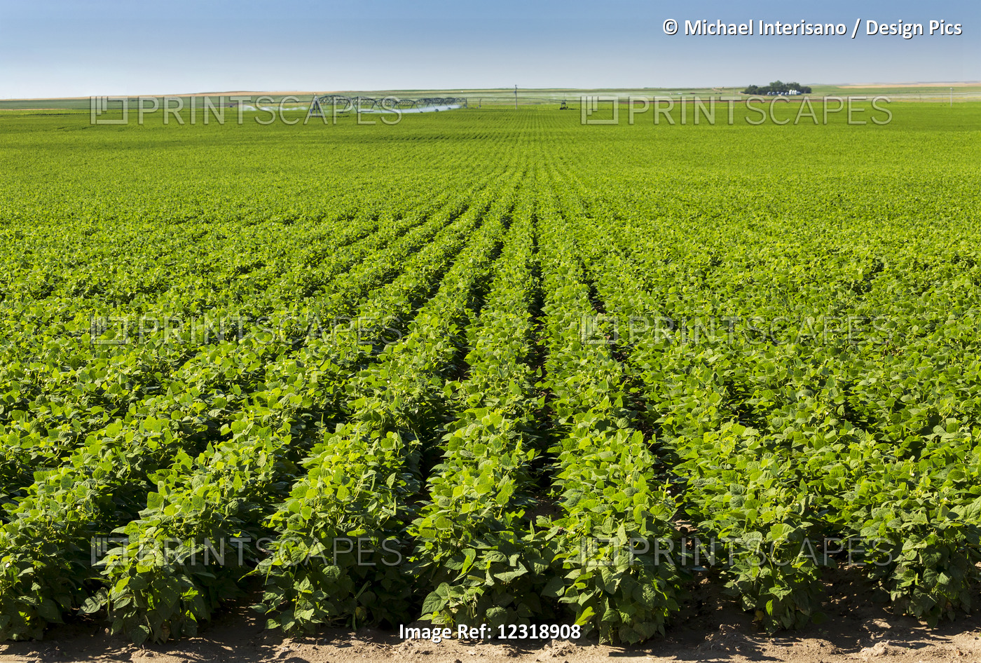 Rows Of Potato Plants With Large Irrigation Watering In The Background, North ...