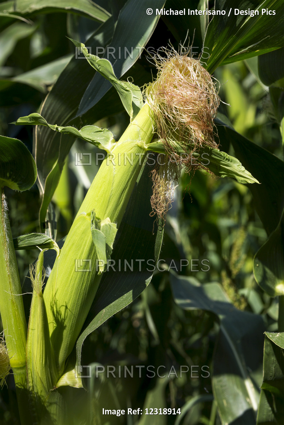 Close Up Of An Ear Of Corn On The Stalk, North Of Taber; Albert, Canada