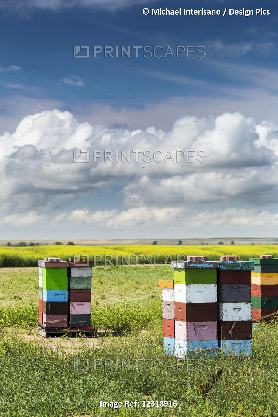 Colourful Stacked Bee Hive Boxes In A Field With Clouds Above, North Of Rolling ...
