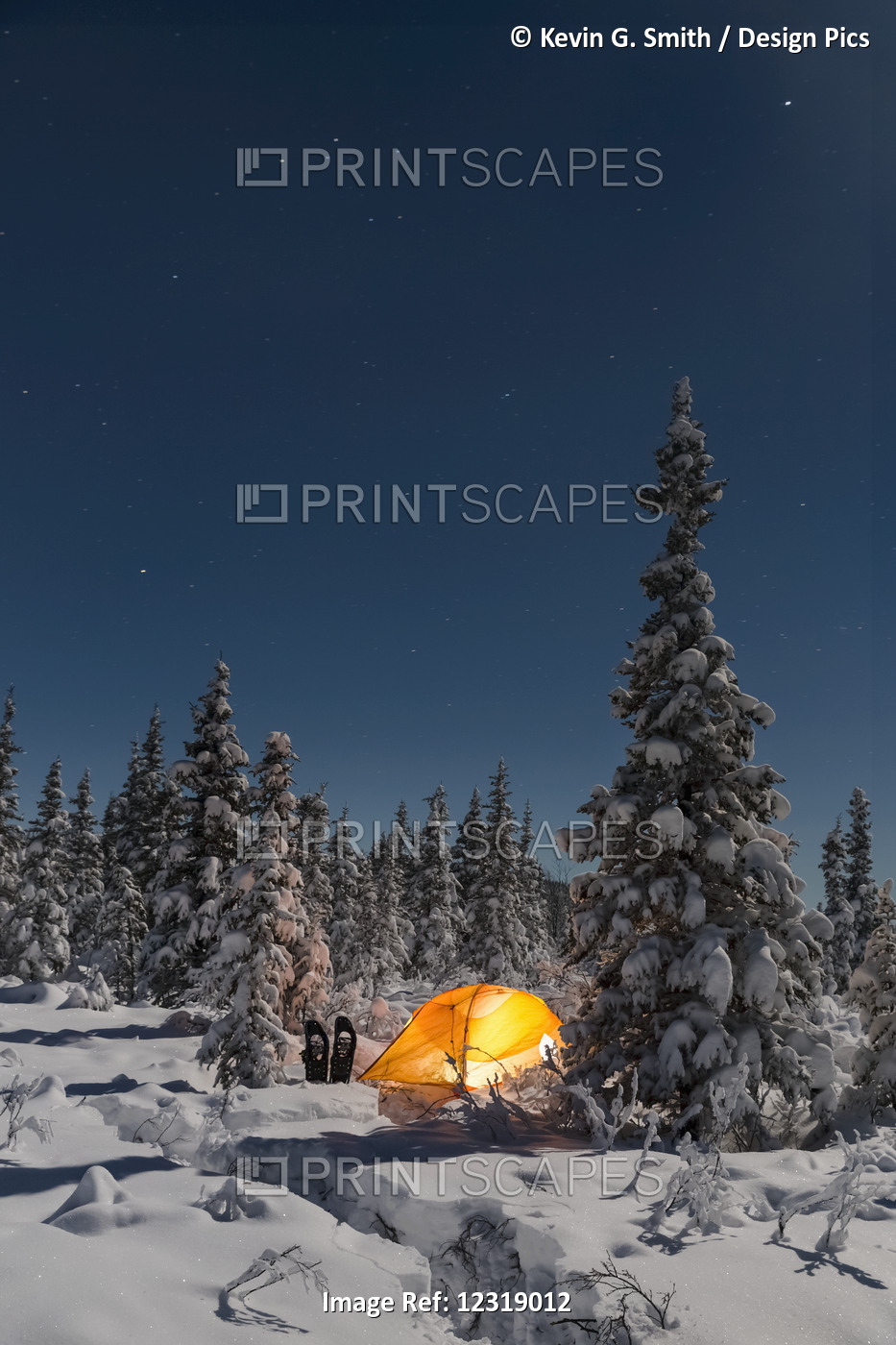 Lit Tent Among Evergreens And A Snow Covered Forest, Gakona, Southcentral ...