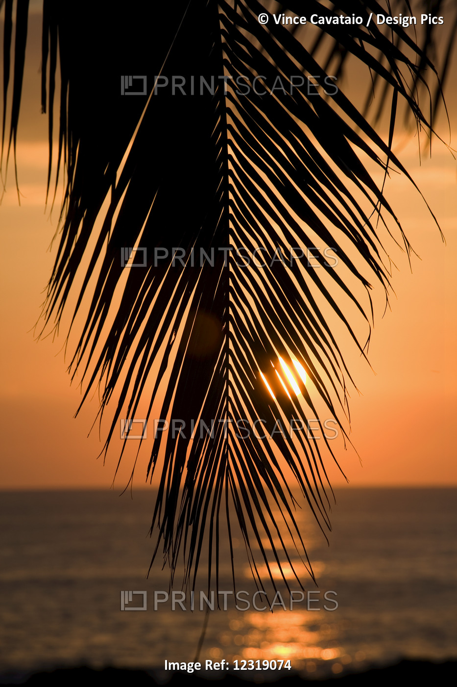Palm Leaf At Sunset; Oahu, Hawaii, United States Of America