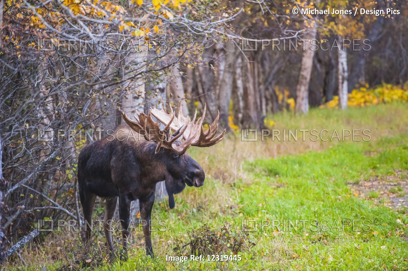 The Large Bull Moose Known As "hook" Who Roams In The Kincade Park Area Is Seen ...