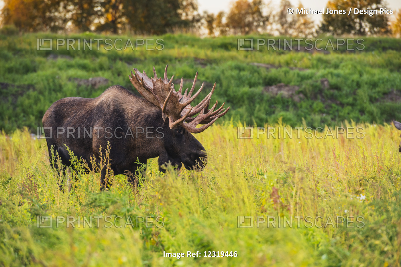 The Large Bull Moose Known As "hook" Who Roams In The Kincade Park Area Is Seen ...