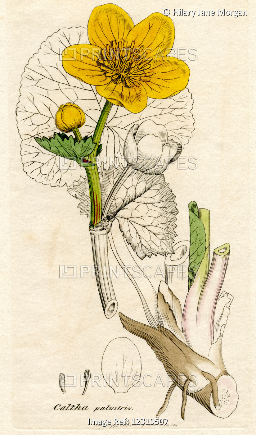 Caltha Palustris.  Marsh Marigold.